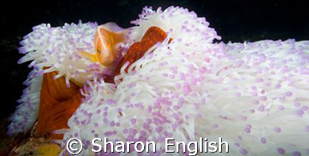 Pink Anemone Fish  by Sharon English 